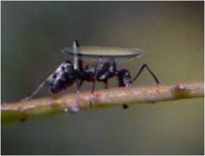 ant-carrying-contact-lens