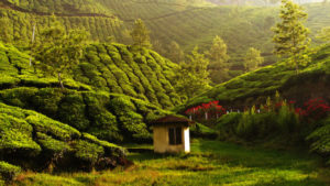 wall